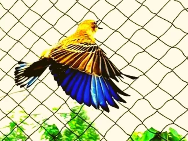 anti bird net