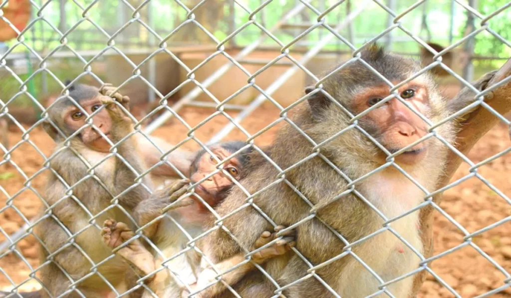 monkey safety nets