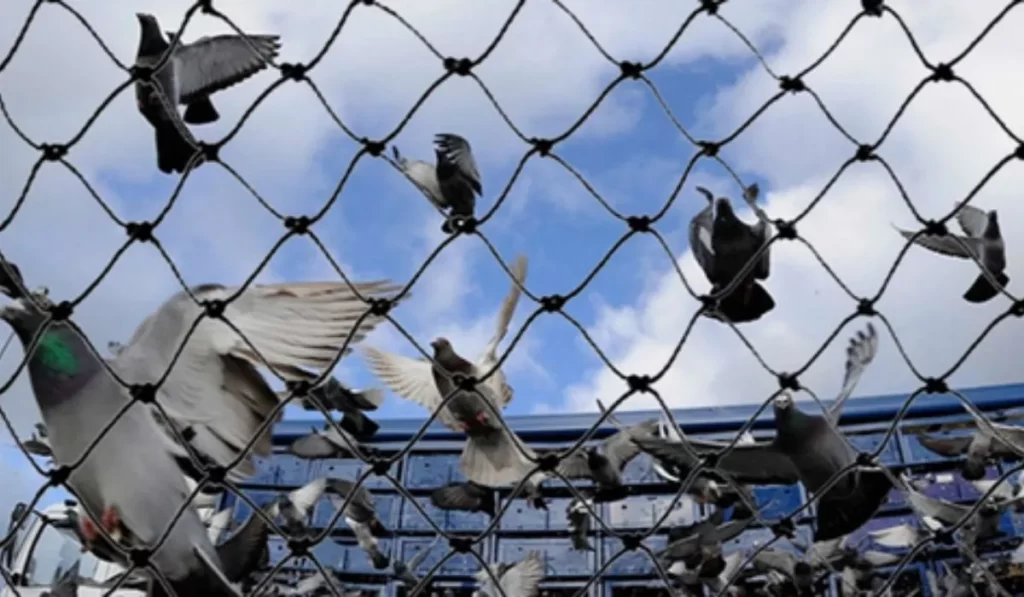 anti bird net